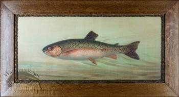 Rainbow Trout in Antique Frame